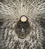 Moroccan brass table lamps Handcrafted brass lamps Moroccan table lighting Brass desk lamps Moroccan-style lamps Bohemian brass lamps Antique Moroccan lamps Decorative brass table lamps Artisan brass lamps Vintage Moroccan lighting Moroccan bedside lamps Intricate brass lamps Moroccan accent lighting Brass lantern table lamps Traditional Moroccan lamps